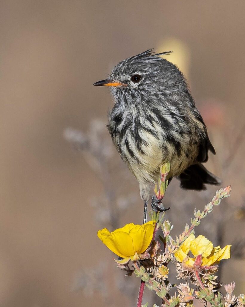 Cachudito del norte (Anairetes flavirostris). Créditos Chile Birds.