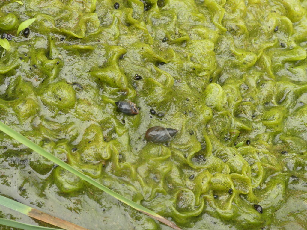 Caracol de Paposo (Chilina angusta). Créditos: Juan de los Zorros.