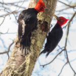 Carpinteros negros (Campephilus magellanicus). Créditos: ©Jean Paul de la Harpe