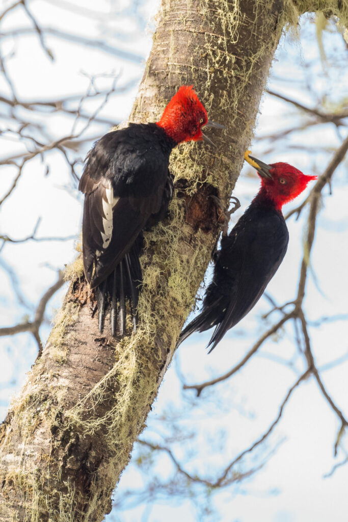 Carpinteros negros (Campephilus magellanicus). Créditos: ©Jean Paul de la Harpe