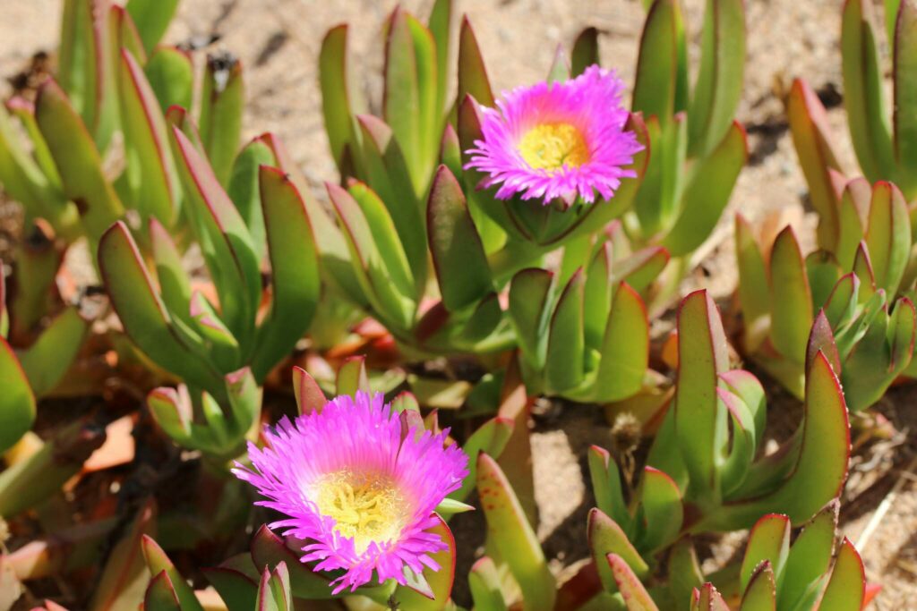 Doca chilena (Carpobrotus chilensis). Créditos: ©Cesár Ormazabal