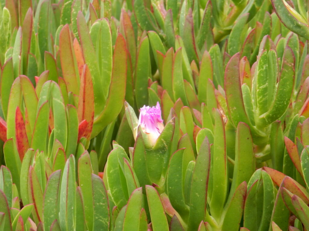 Doca chilena (Carpobrotus chilensis). Créditos: ©Jennifer Lentz / INaturalist