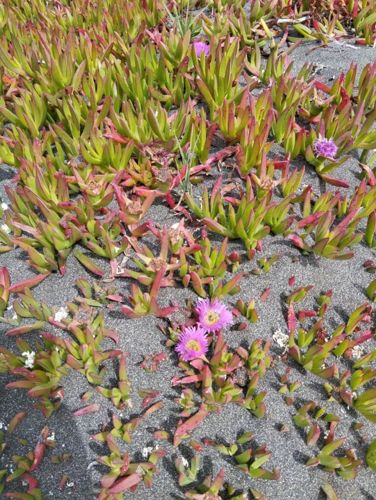 Doca chilena (Carpobrotus chilensis). Créditos: ©Nicolás Villalobos / INaturalist