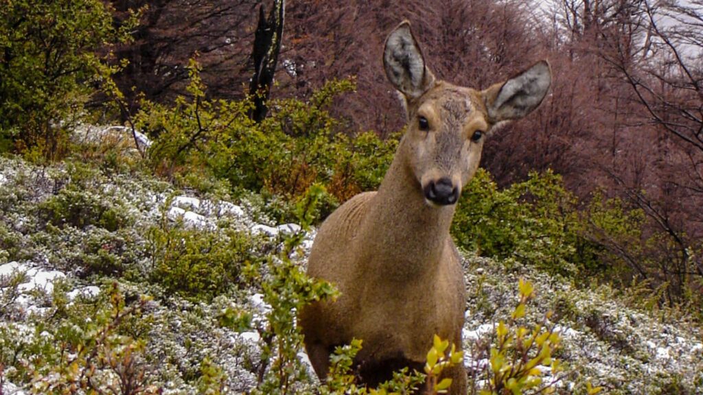 Huemul. Créditos: Jorge López Orozco.