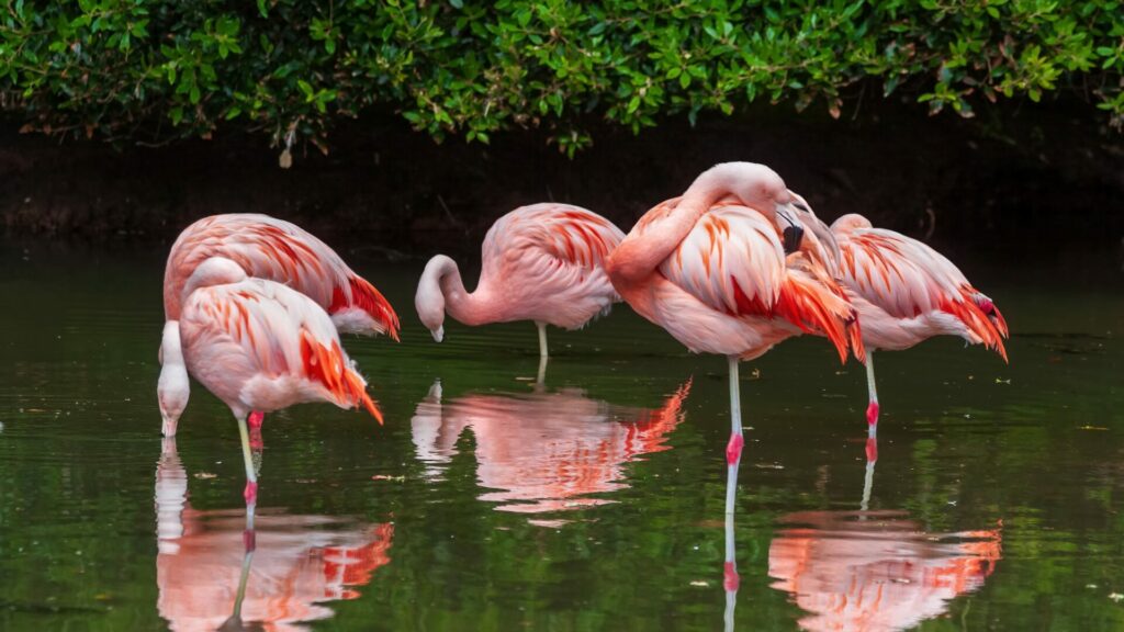 Flamencos chilenos. Créditos: Rognar.