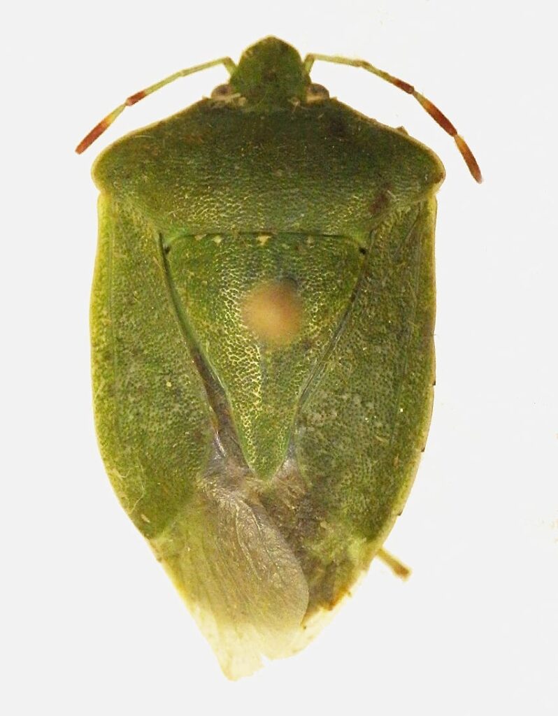 Chinches verdes (Nezara viridula). Créditos: Eduardo Faúndez.