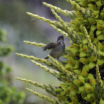 Chincol (Zonotrichia capensis) sobre Puya (Puya chilensis). Créditos Chile Birds.