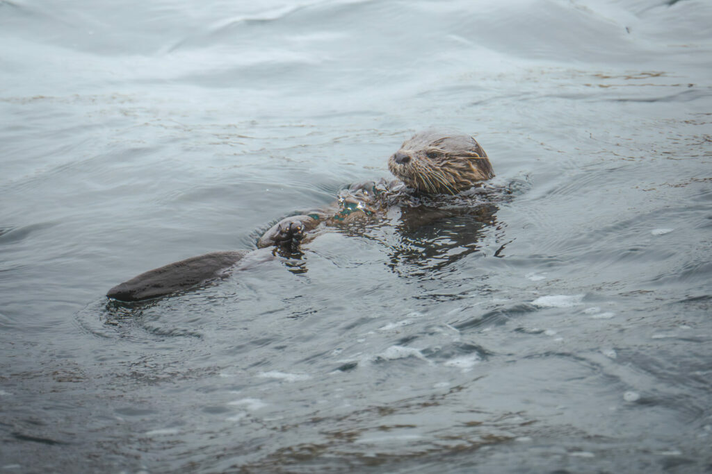 Chungungo (Lontra felina). Créditos; ©Daniela Peña - Cortesía de Jane Goodall Chile