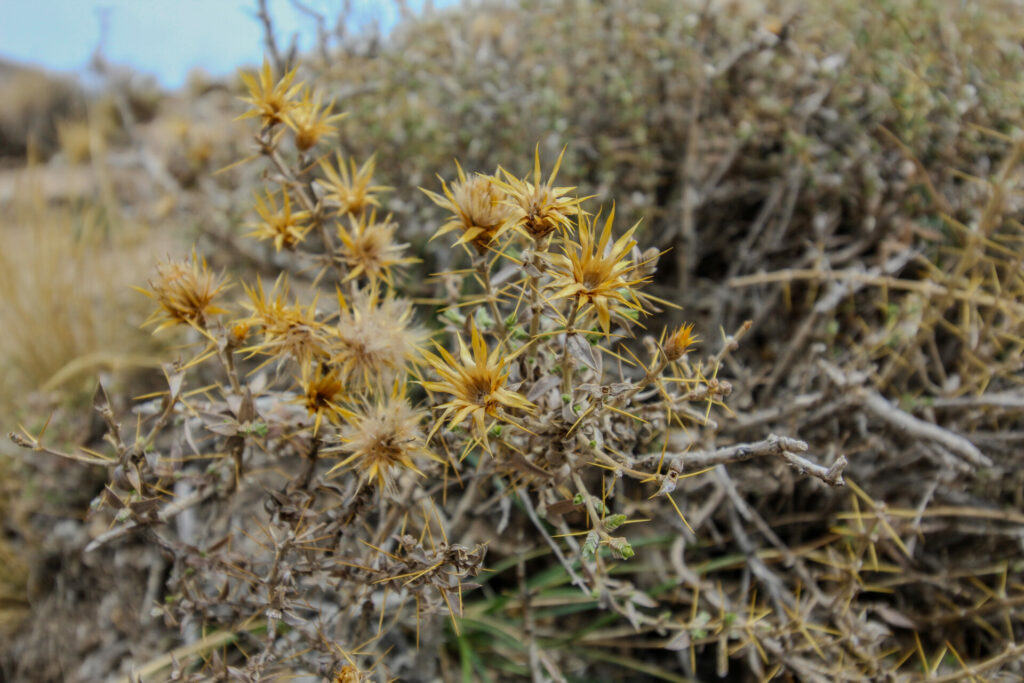 Chuquiragas spp. c Tamara Núñez (2)