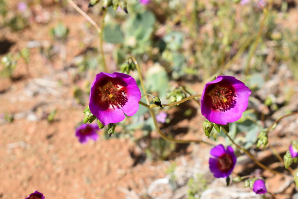 Cistanthe grandiflora. Créditos: Cristian Atala.