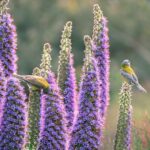 Cometocino de gay (Phrigilus gayi) sobre flor de Orgullo de madeira (Echium candicans) Fotografía de @katha_zc (2)