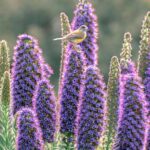 Cometocino de gay (Phrigilus gayi) sobre flor de Orgullo de madeira (Echium candicans) Fotografía de @katha_zc (2)