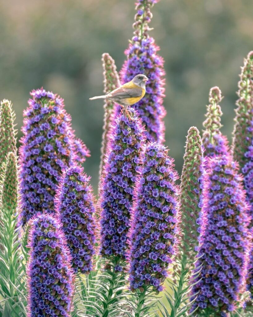 Cometocino de gay (Phrigilus gayi) sobre flor de Orgullo de madeira (Echium candicans) Fotografía de @katha_zc (2)