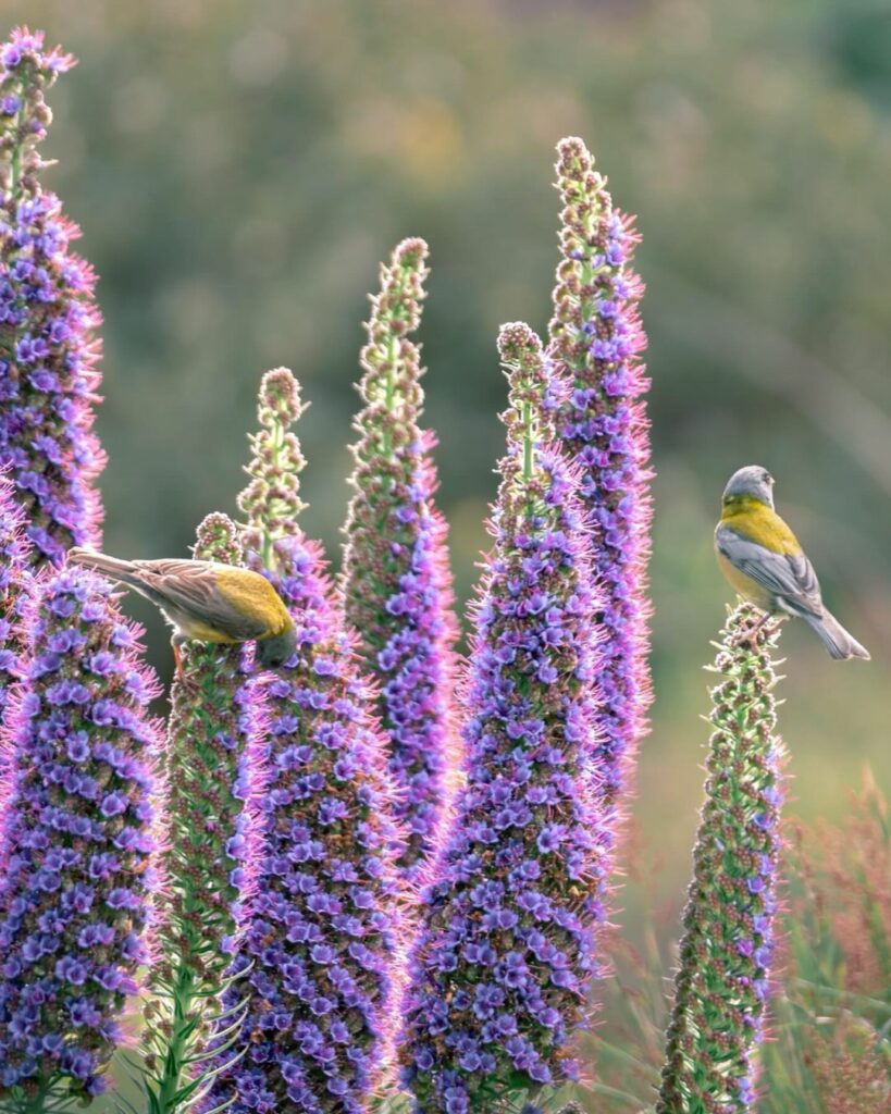 Cometocino de gay (Phrigilus gayi) sobre flor de Orgullo de madeira (Echium candicans) Fotografía de @katha_zc (2)