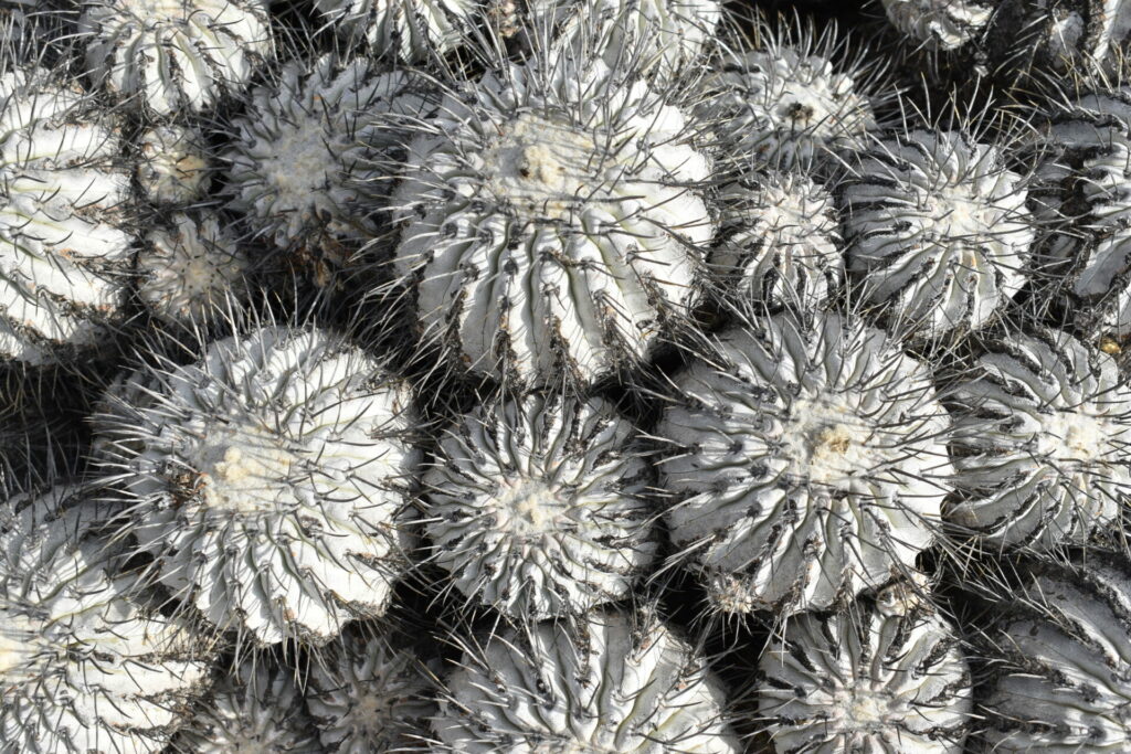 Copiapoa cinerea. Créditos: Cristian Atala.