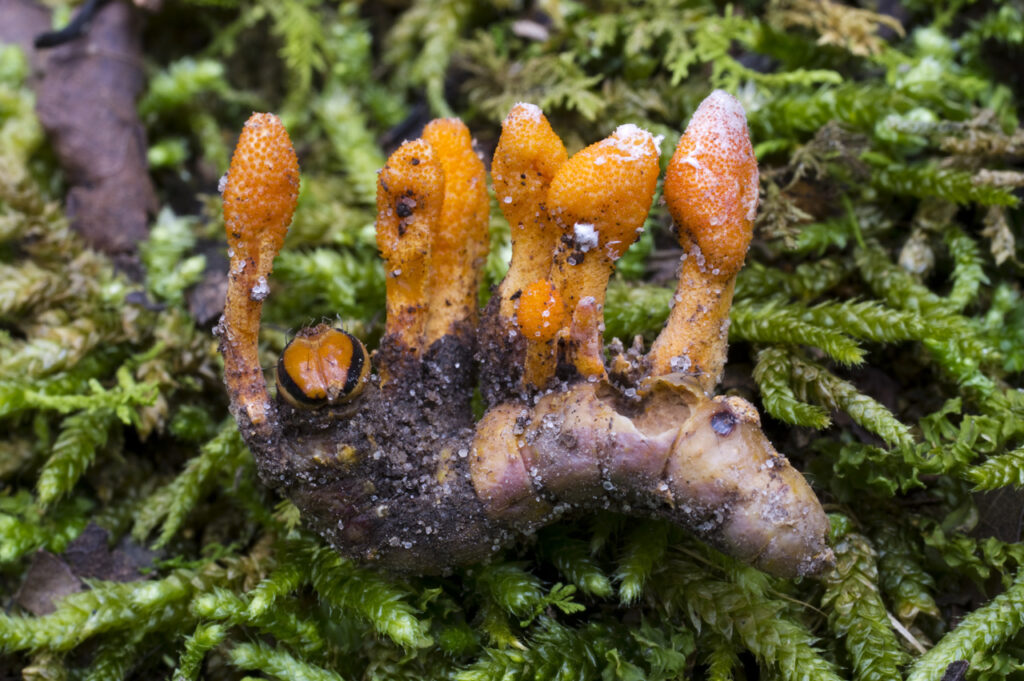 Cordyceps militaris. Créditos: Drew Parker.