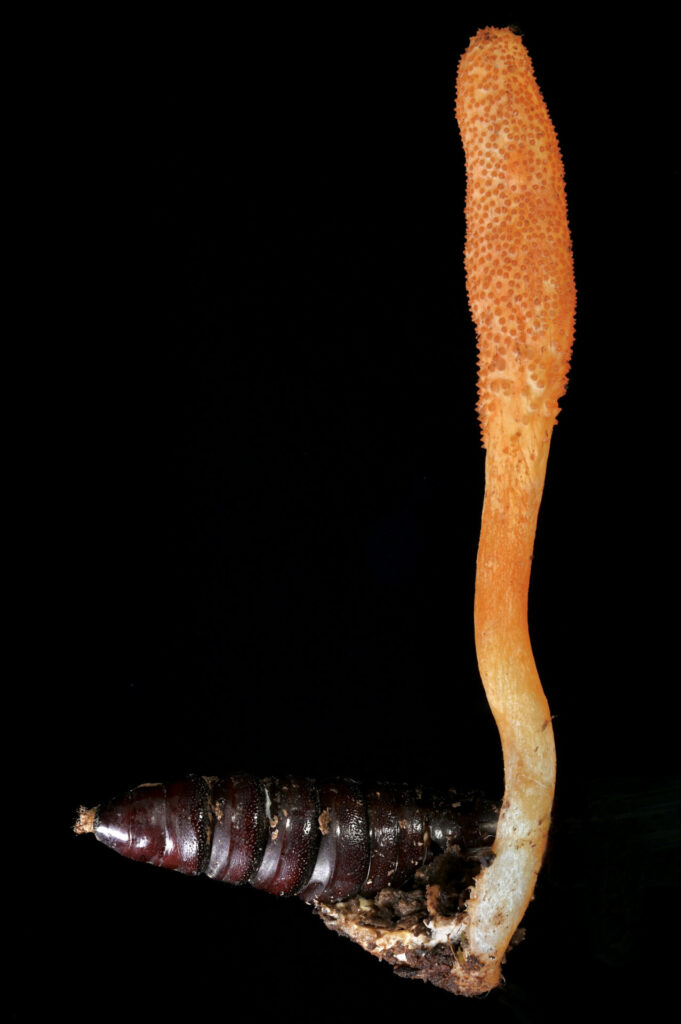 Cordyceps militaris. Créditos: Richar Tehan.