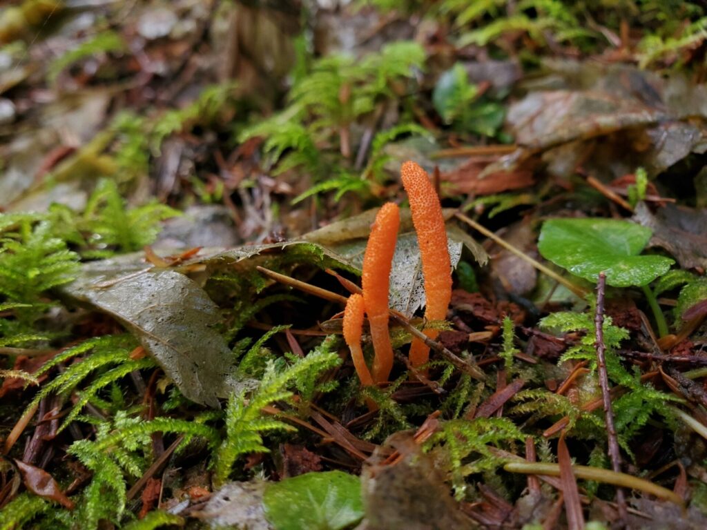 Cordyceps militaris. Créditos: Stellar Viscera.