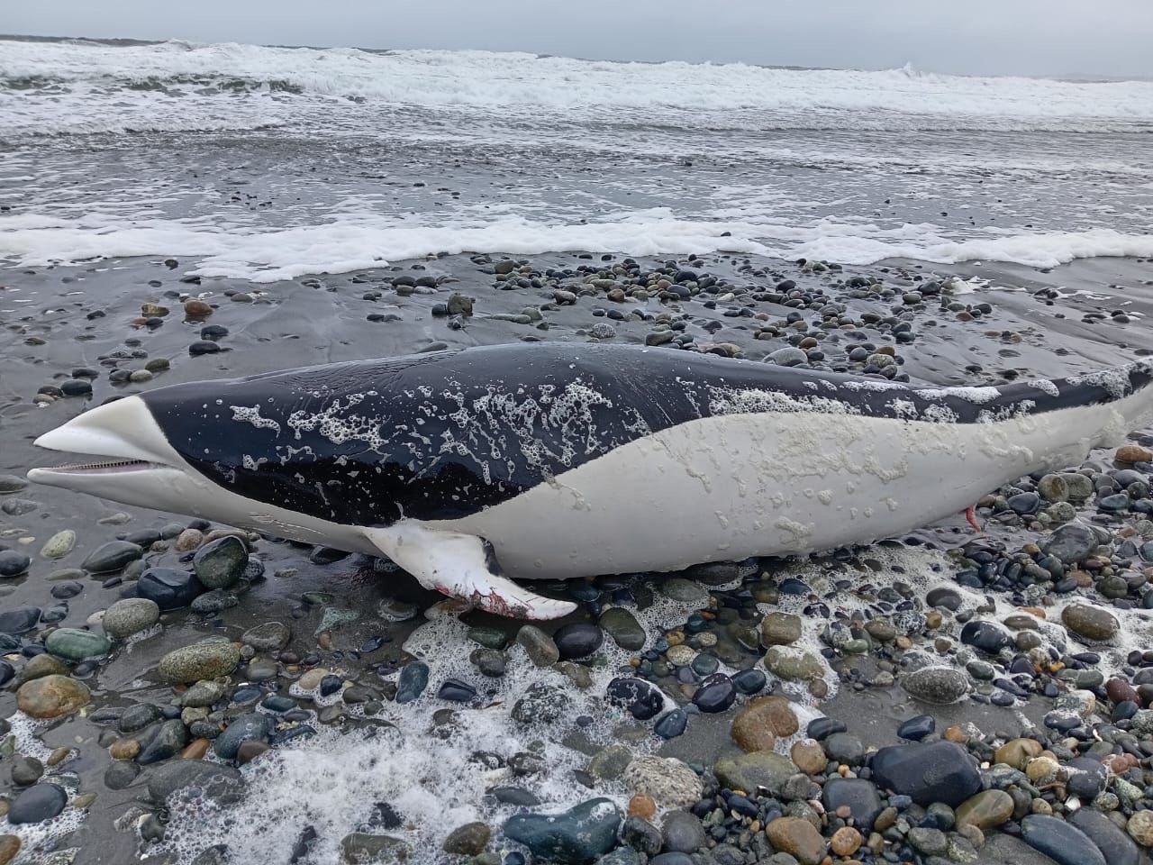 Se sabe muy poco de la especie: Realizan inédita investigación científica al delfín liso del sur en Chile