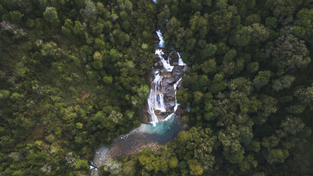 Alerces de la Patagonia. Créditos: Andrés Claro