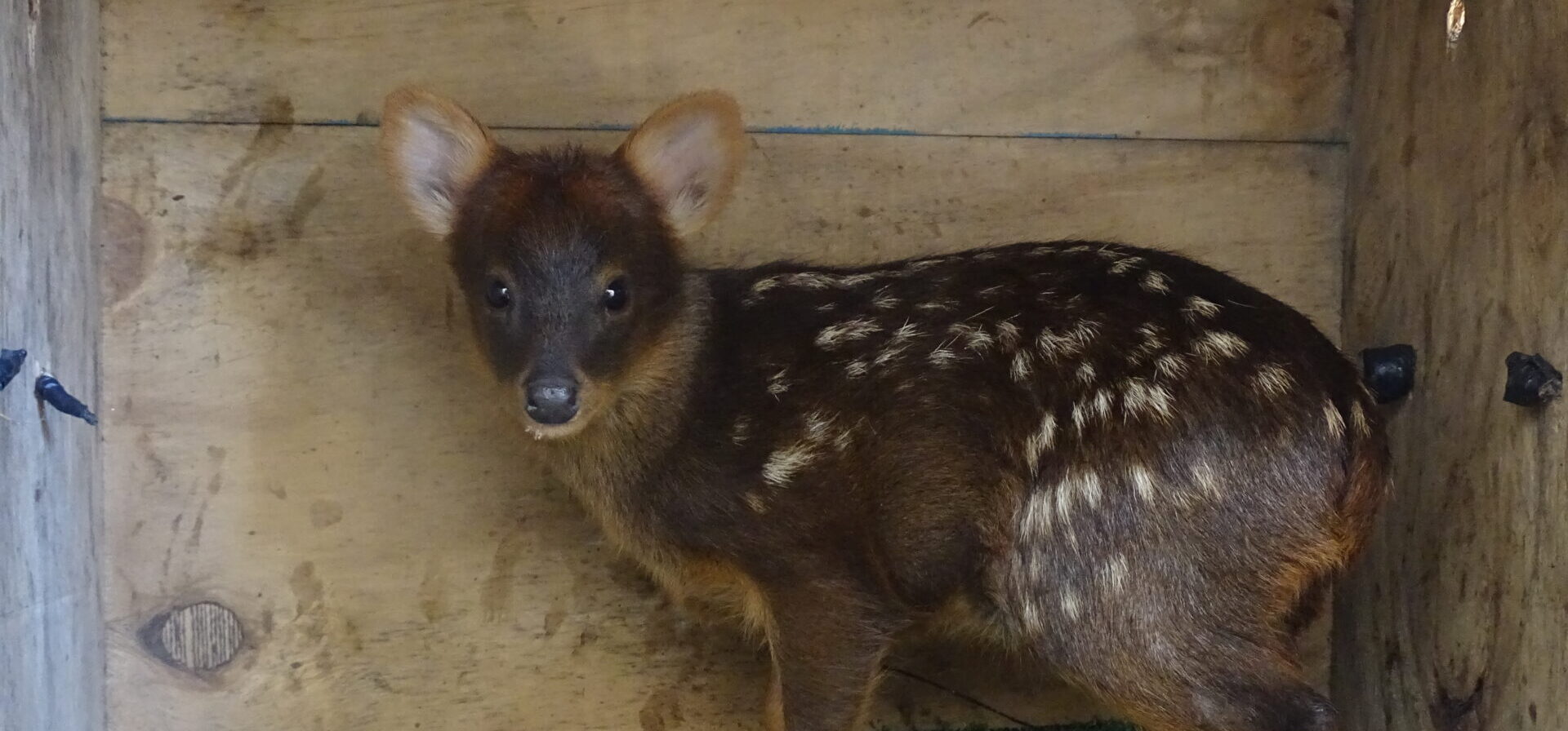 Así se escucha una cría de pudú: comparten registro inédito de cervatilla huérfana en rehabilitación