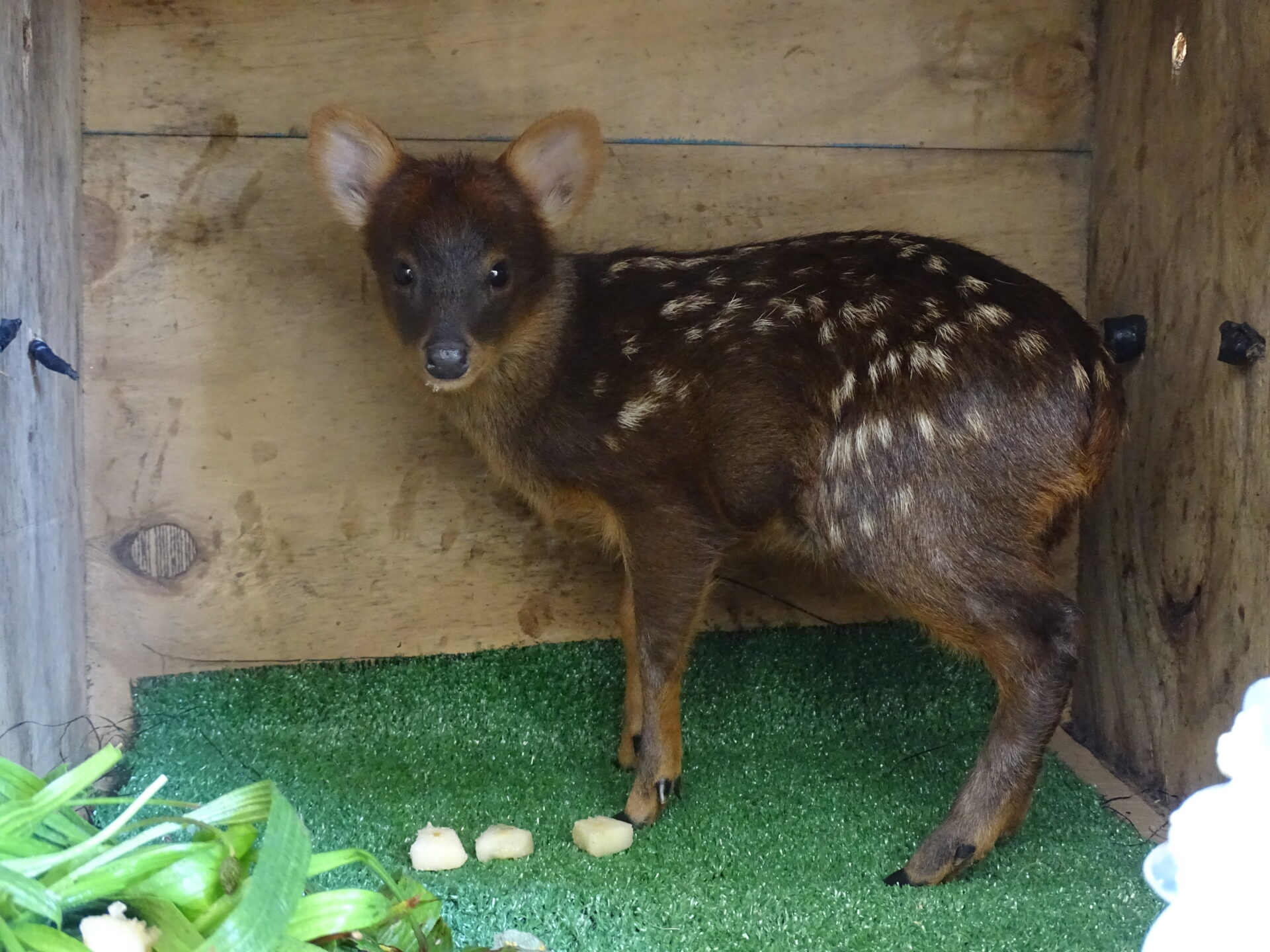 Así se escucha una cría de pudú: comparten registro inédito de cervatilla huérfana en rehabilitación
