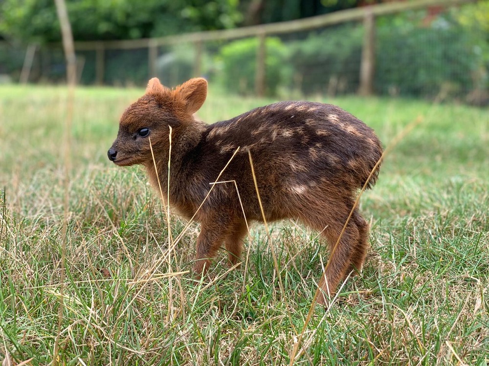 Cría de pudú ©Sebastián Puelma - Cortesía Veterinaria Metrenco