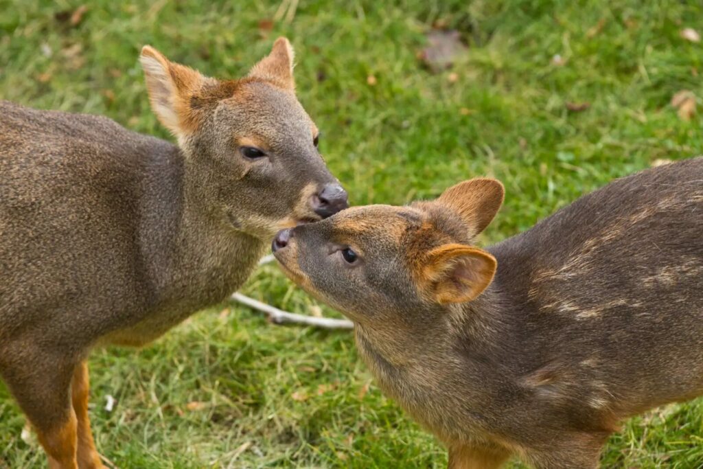 Cría de pudú (Pudu puda). Créditos: ©Evan Hargus