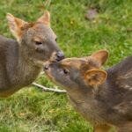 Cría de pudú (Pudu puda). Créditos: ©Evan Hargus