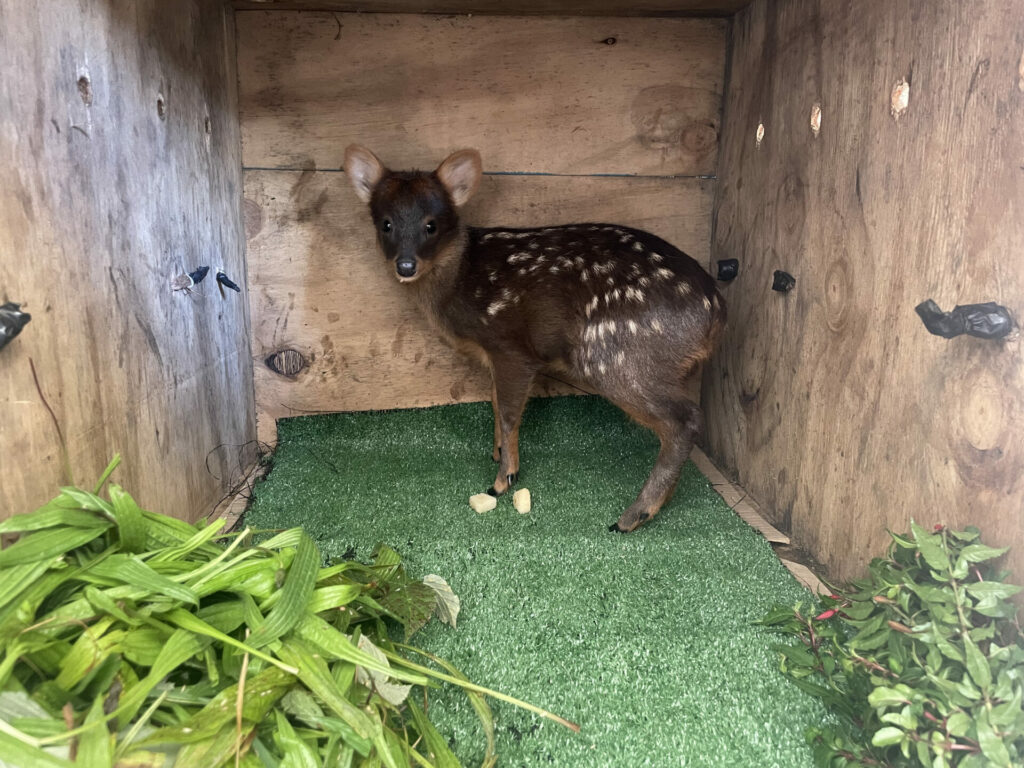 Cría de pudú (Pudu puda). Créditos ©Chiloé Silvestre (3)