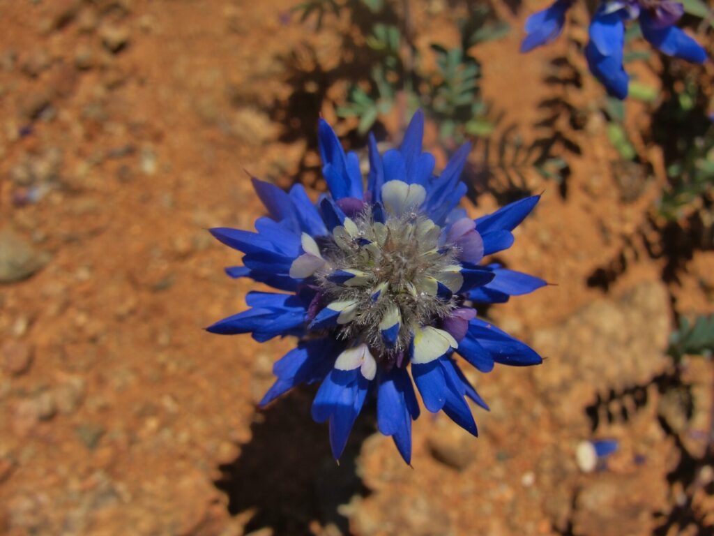 Dalea azurea. Créditos: Juan de los Zorros.