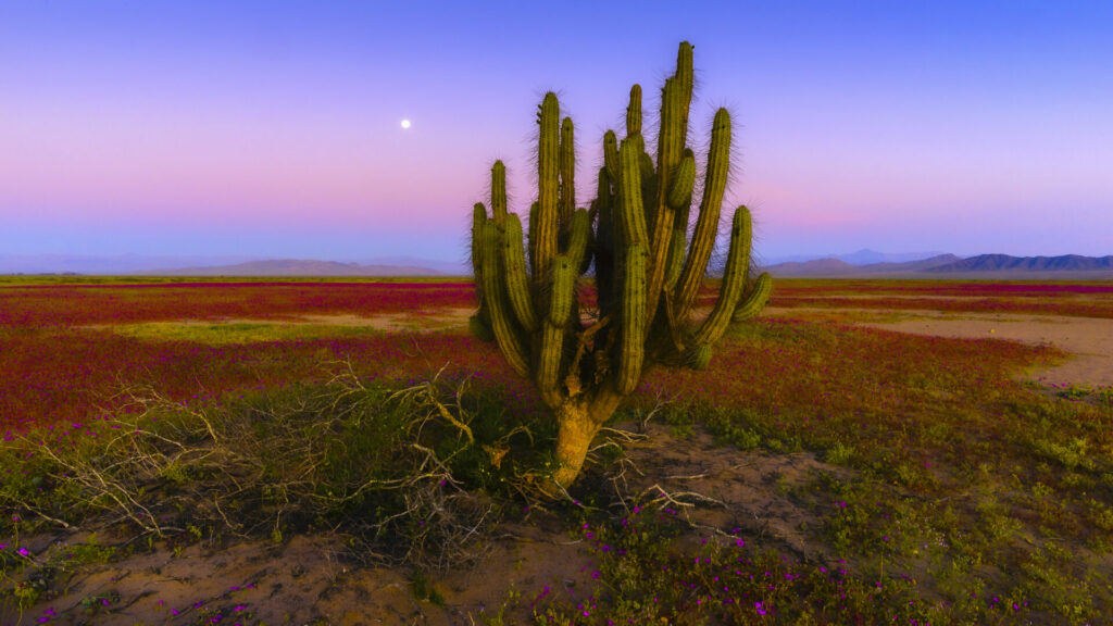 Desierto Florido. Créditos Francisco Negroni