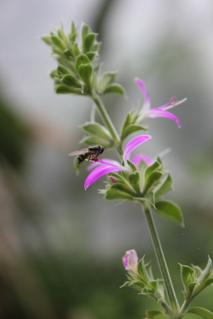 Dicliptera paposana. Créditos: Cristobal Ponce Figueroa.