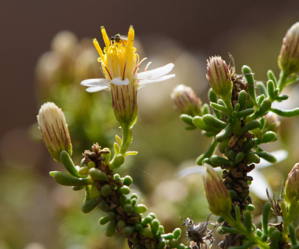 Diplostephium paposanum. Créditos: Sergio Ibáñez.