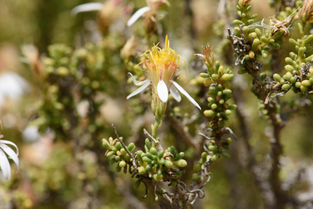 Diplostephium paposanum. Créditos: Sergio Ibáñez.