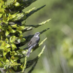 Diuca (Diuca diuca) sobre Puya. Creditos Chile Birds.