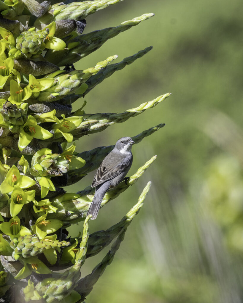 Diuca (Diuca diuca) sobre Puya. Creditos Chile Birds.