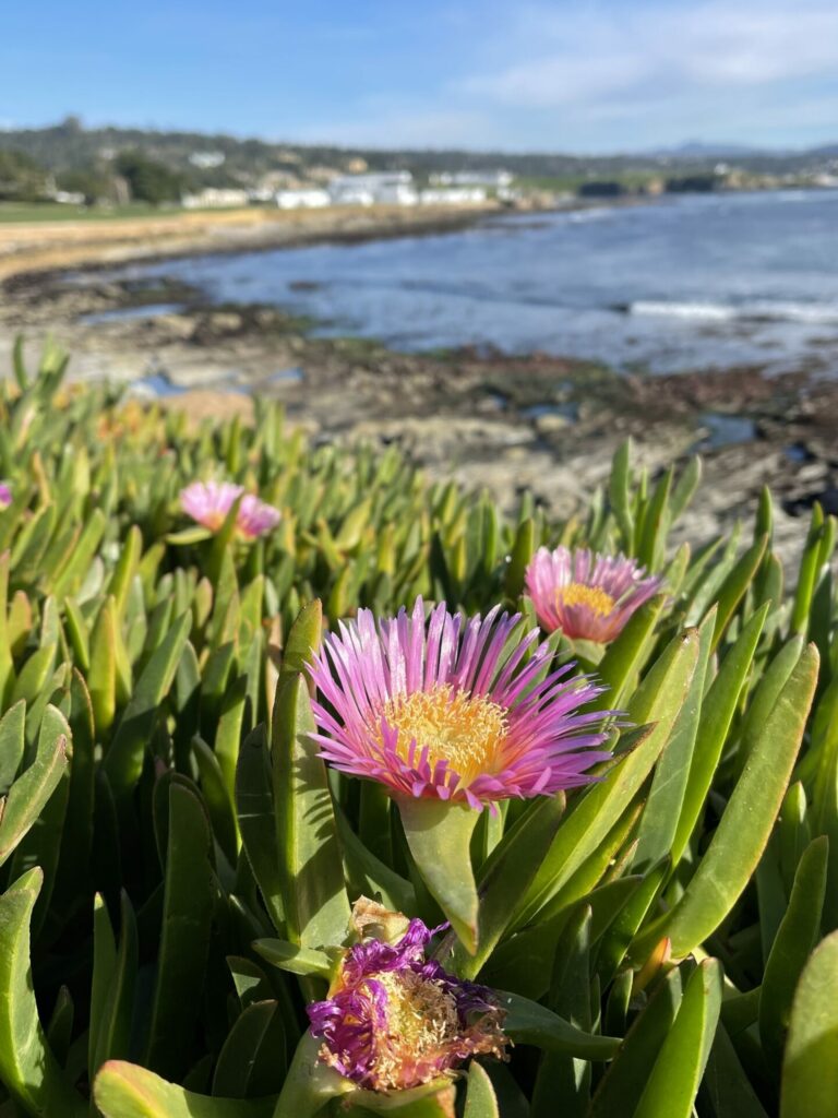 Doca chilena (Carpobrotus chilensis). Créditos: ©Irene Parrot / INaturalist