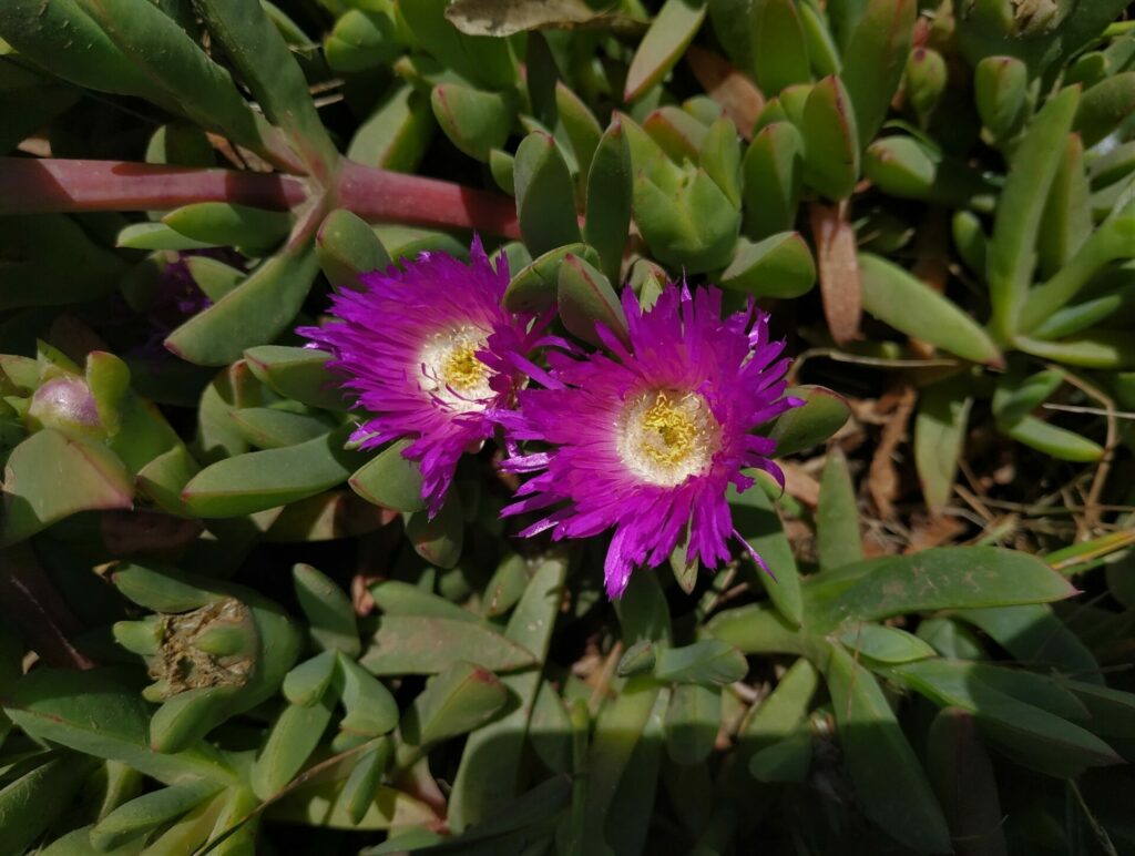 Doca chilena (Carpobrotus chilensis). Créditos: ©Leonardo Mondaca / INaturalist