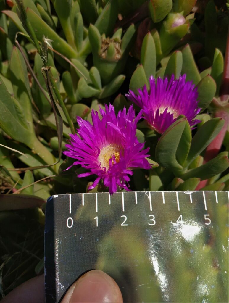 Doca chilena (Carpobrotus chilensis). Créditos: ©Leonardo Mondaca / INaturalist