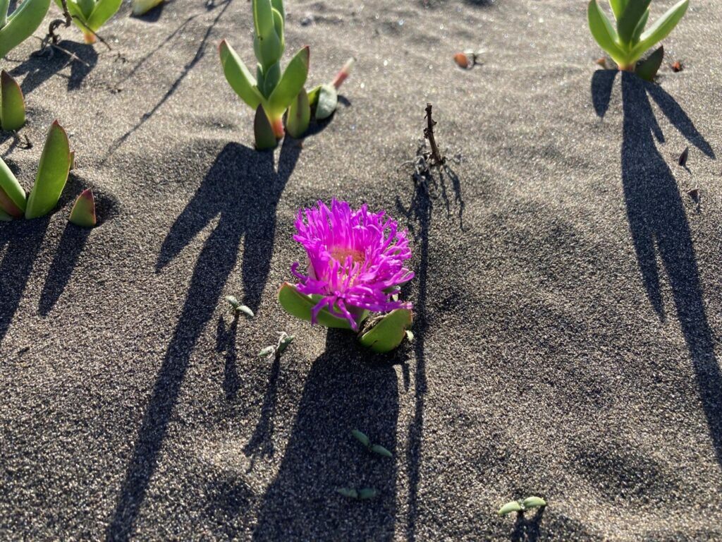 Doca chilena (Carpobrotus chilensis). Créditos: @milenamm / INaturalist