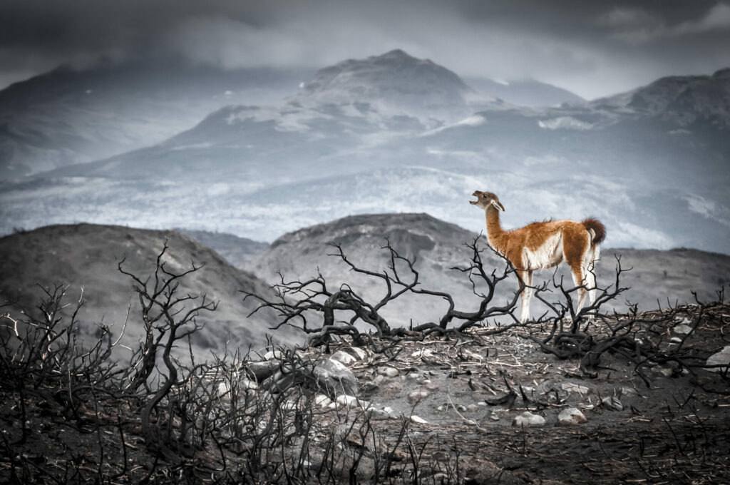 El grito del dolor. 2012. Francisco Negroni. Destacada en Nature Photographer of the year 2020.