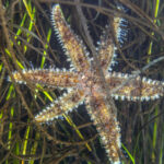 Estrella de mar - Bahía Chascos. © Fernando Cornejo.