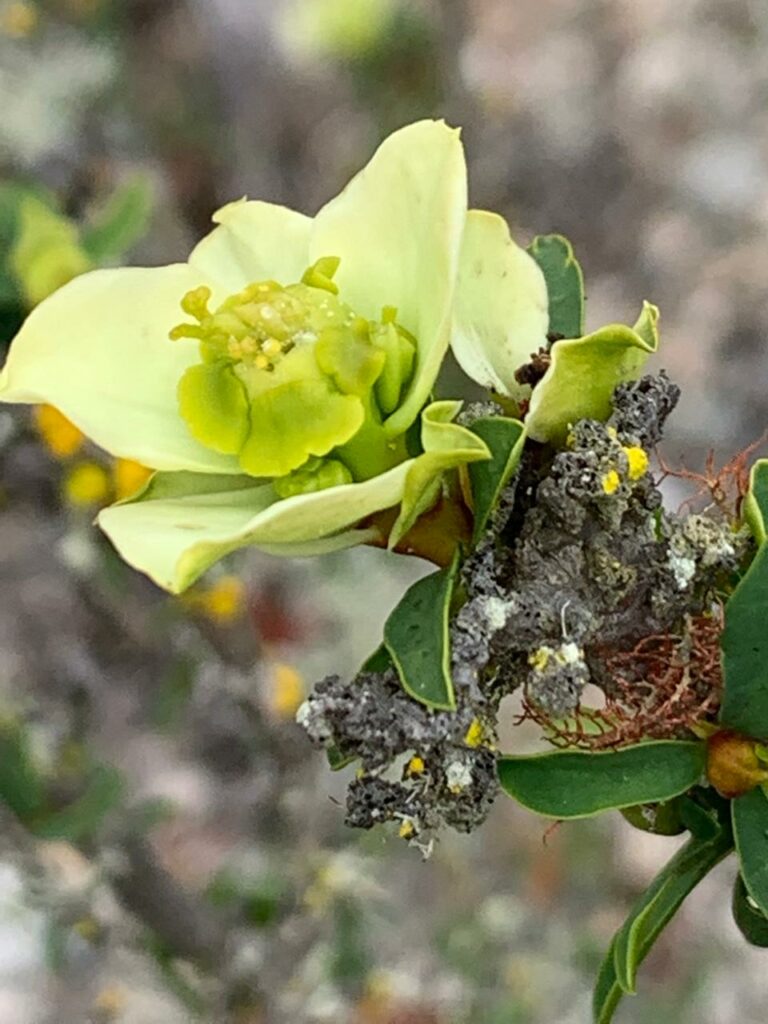 Euphorbia lactiflua. Créditos: Andrés Sergio Moreira Muñoz.