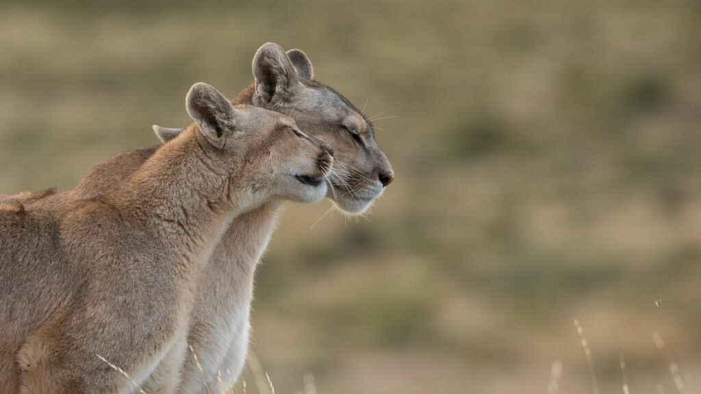 Pumas, especie que habita la Cordillera de los Andes 