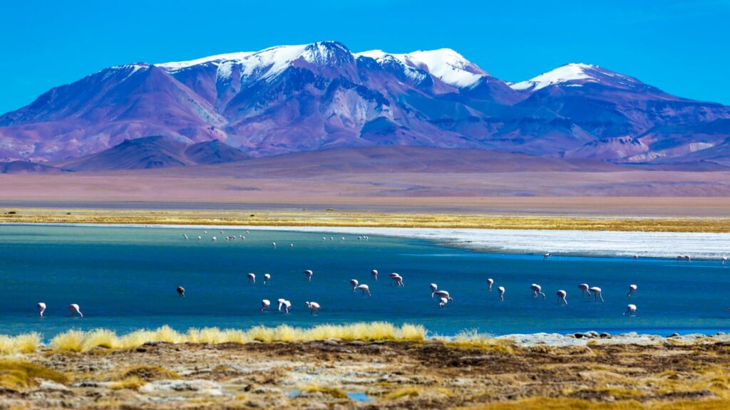 Flamencos en el Desierto de Atacama. Créditos: Filipe Frazao.