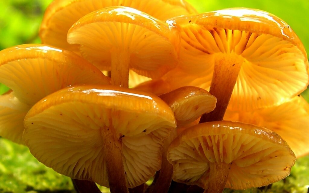 Flammulina velutipes. Créditos: Jason Hollinger.