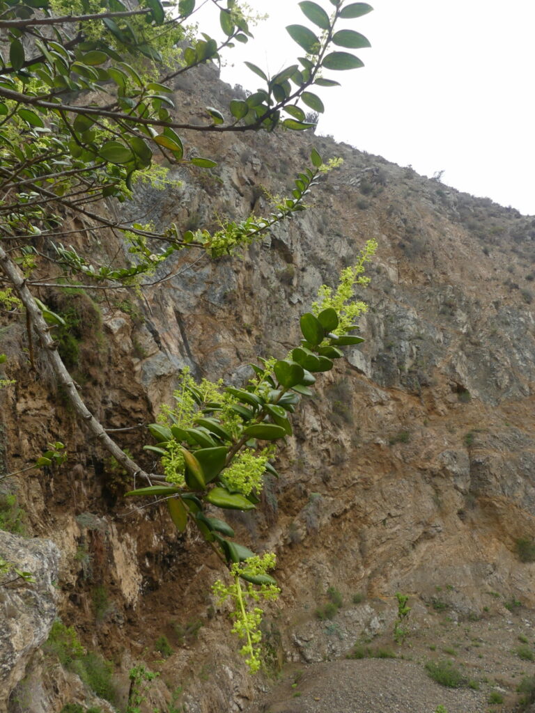 Griselinia carlomunozi. Créditos: Juan de los Zorros.