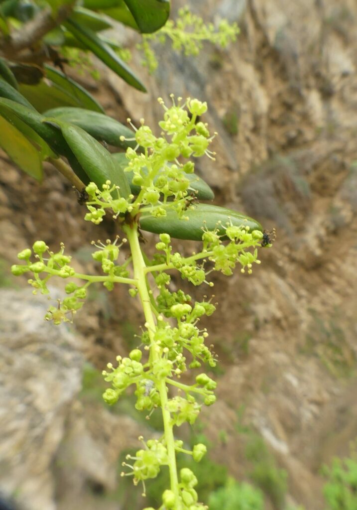 Griselinia carlomunozi. Créditos: Juan de los Zorros.