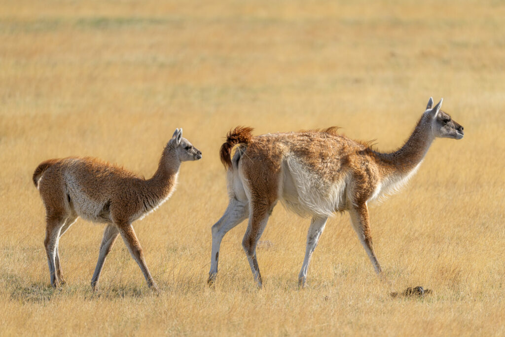 Guanaco (Lama guanicoe) y su cría. Créditos: ©Jean Paul de la Harpe